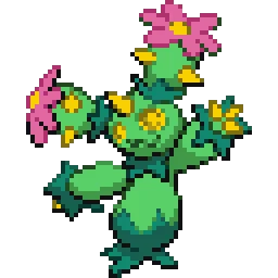 마라카치 Maractus