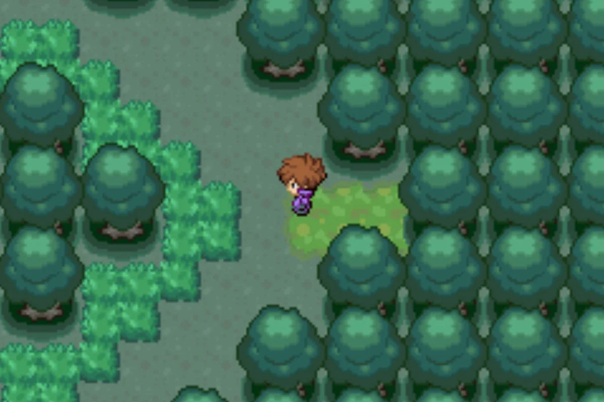 레드우드 숲(Redwood Forest)