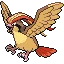 피죤투 Pidgeot