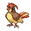 피죤 Pidgeotto