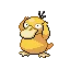 고라파덕 Psyduck